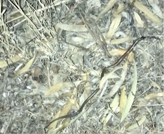 Delma australis