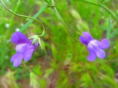Neogaerrhinum strictum