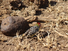 Trachyphonus erythrocephalus