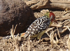 Trachyphonus erythrocephalus
