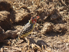 Trachyphonus erythrocephalus