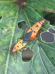 Dysdercus cingulatus