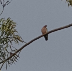 Patagioenas picazuro