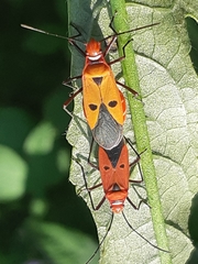 Dysdercus cingulatus