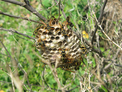 Polistes mongolicus