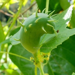 Cyclanthera brachystachya