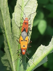 Dysdercus cingulatus