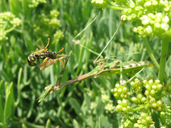 Empusa pennicornis