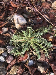Carlina acaulis
