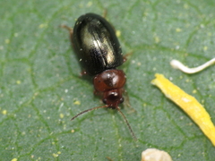 Podagrica malvae