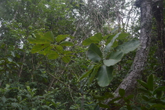 Pseudobombax longiflorum