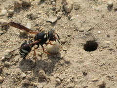 Tropidodynerus interruptus