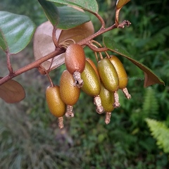 Elaeagnus triflora