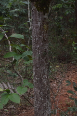 Pseudobombax longiflorum