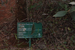 Pseudobombax longiflorum