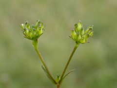 Valerianella dentata