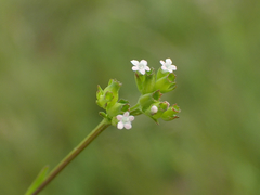 Valerianella dentata