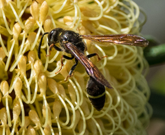 Australozethus tasmaniensis