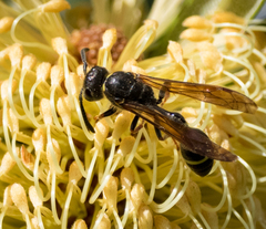 Australozethus tasmaniensis