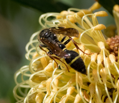 Australozethus tasmaniensis