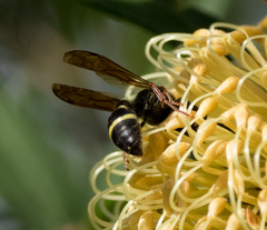 Australozethus tasmaniensis