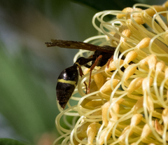 Australozethus tasmaniensis