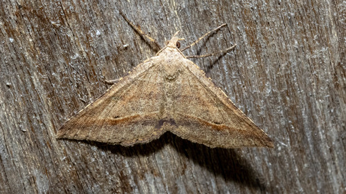 Dodonaea Moth