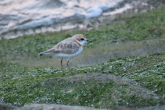 Charadrius peronii