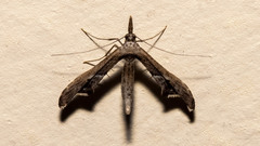 Tineodes adactylalis