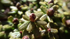 Rhododendron setosum