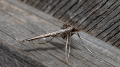 Tineodes adactylalis