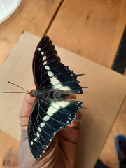 Charaxes brutus