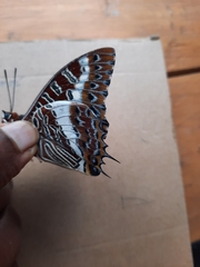 Charaxes brutus