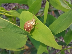 Paropsis marmorea