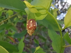 Paropsis marmorea