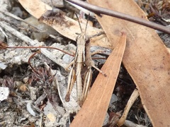 Phaulacridium vittatum