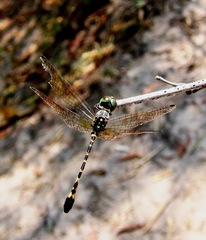 Nannophlebia injibandi