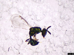 Chrysolampinae