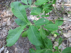 Salix humilis