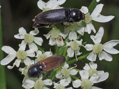 Agriotes ustulatus
