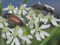 Agriotes ustulatus