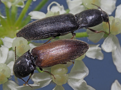 Agriotes ustulatus