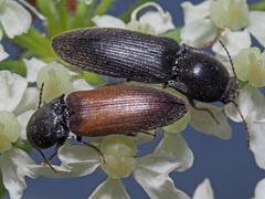 Agriotes ustulatus