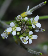 Arabis parvula