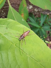 Temnosternus planiusculus
