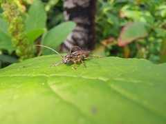 Temnosternus planiusculus