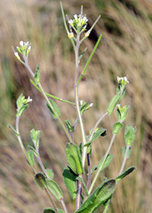 Arabis parvula