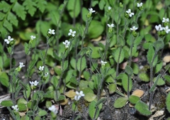 Arabis parvula