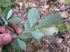 Salix humilis