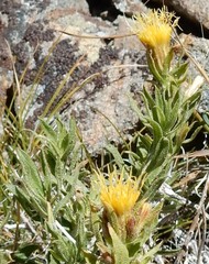 Ericameria discoidea